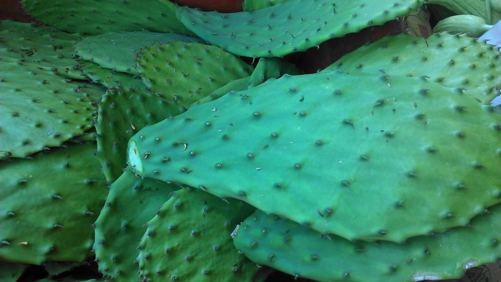 Cactus Pads