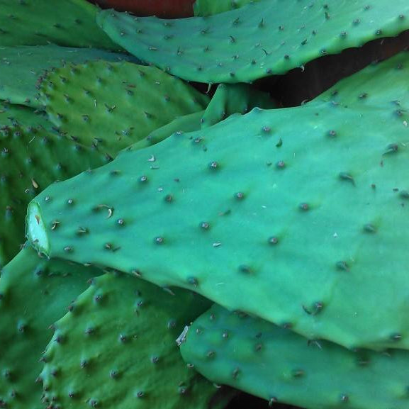 Cactus Pads