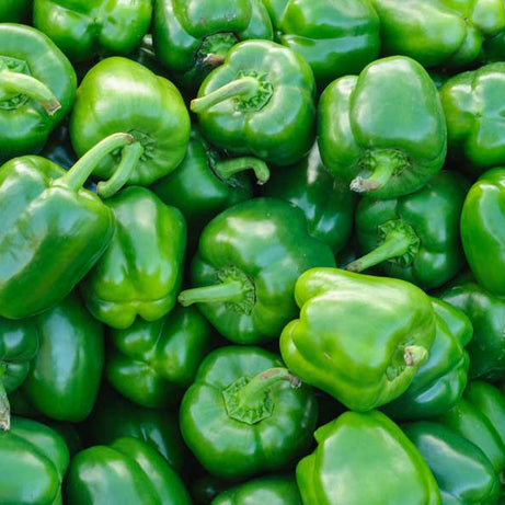 Capsicum