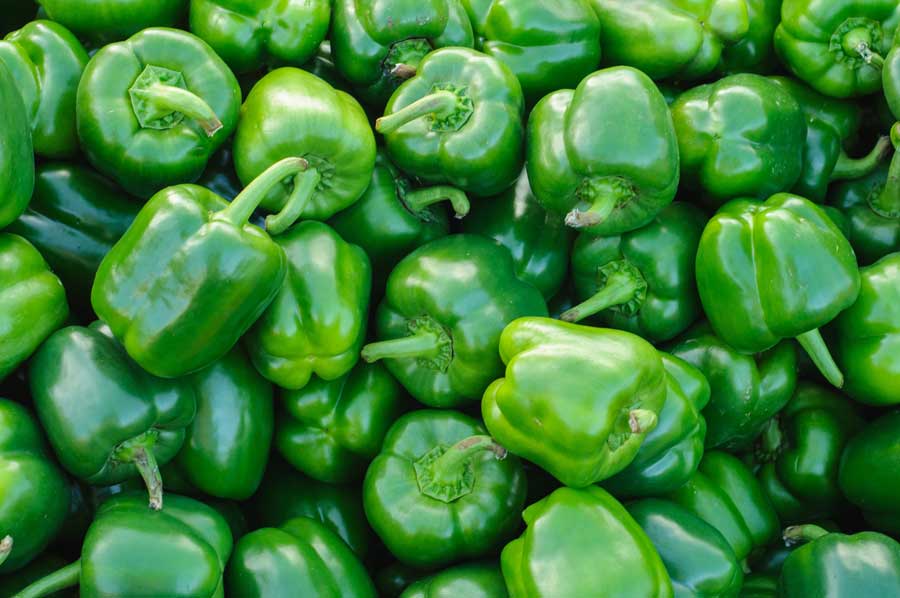 Capsicum