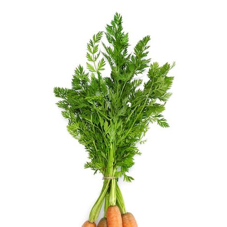 Carrot Leaves