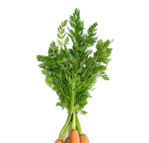 Carrot Leaves