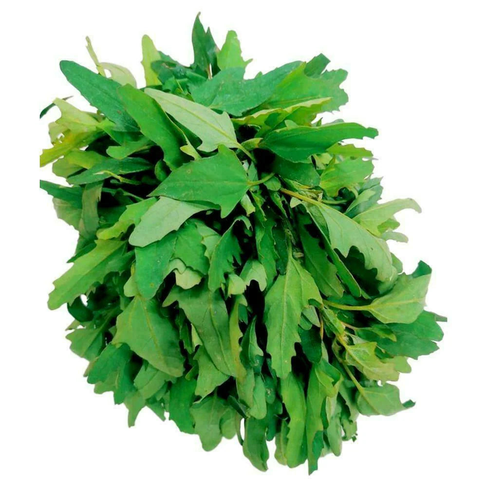 Chenopodium