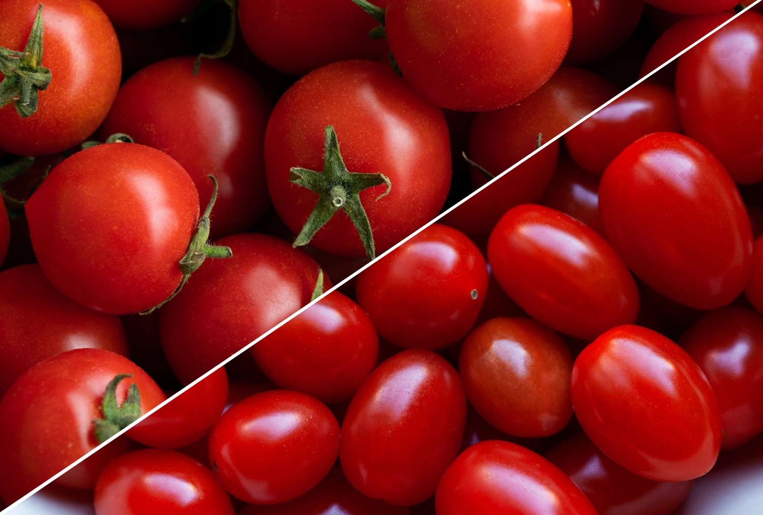Cherry Tomato