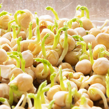 Chickpea Sprouts
