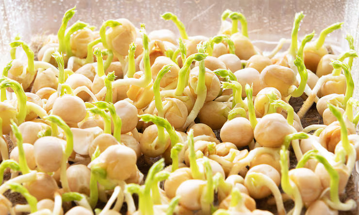 Chickpea Sprouts