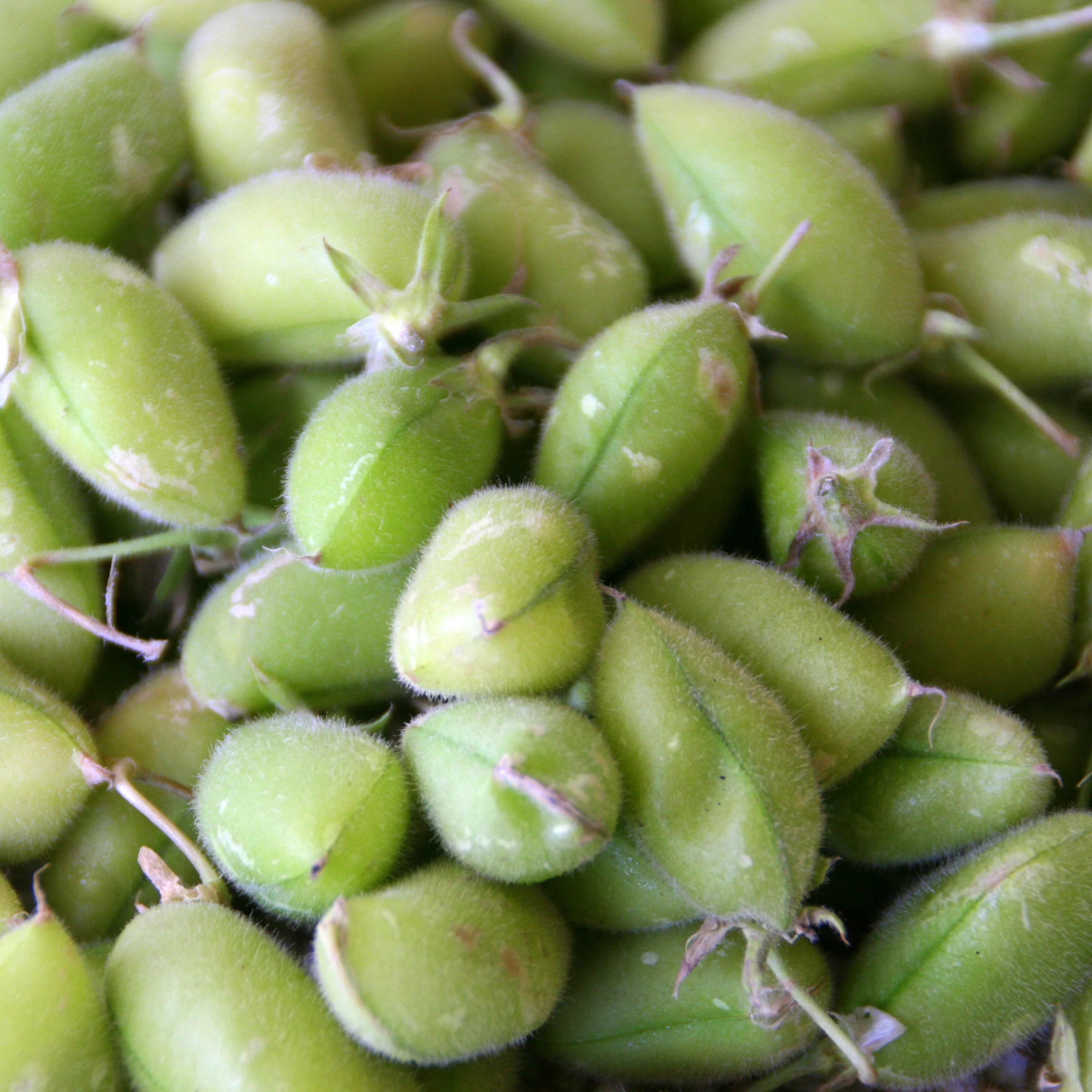 Chickpeas - Green