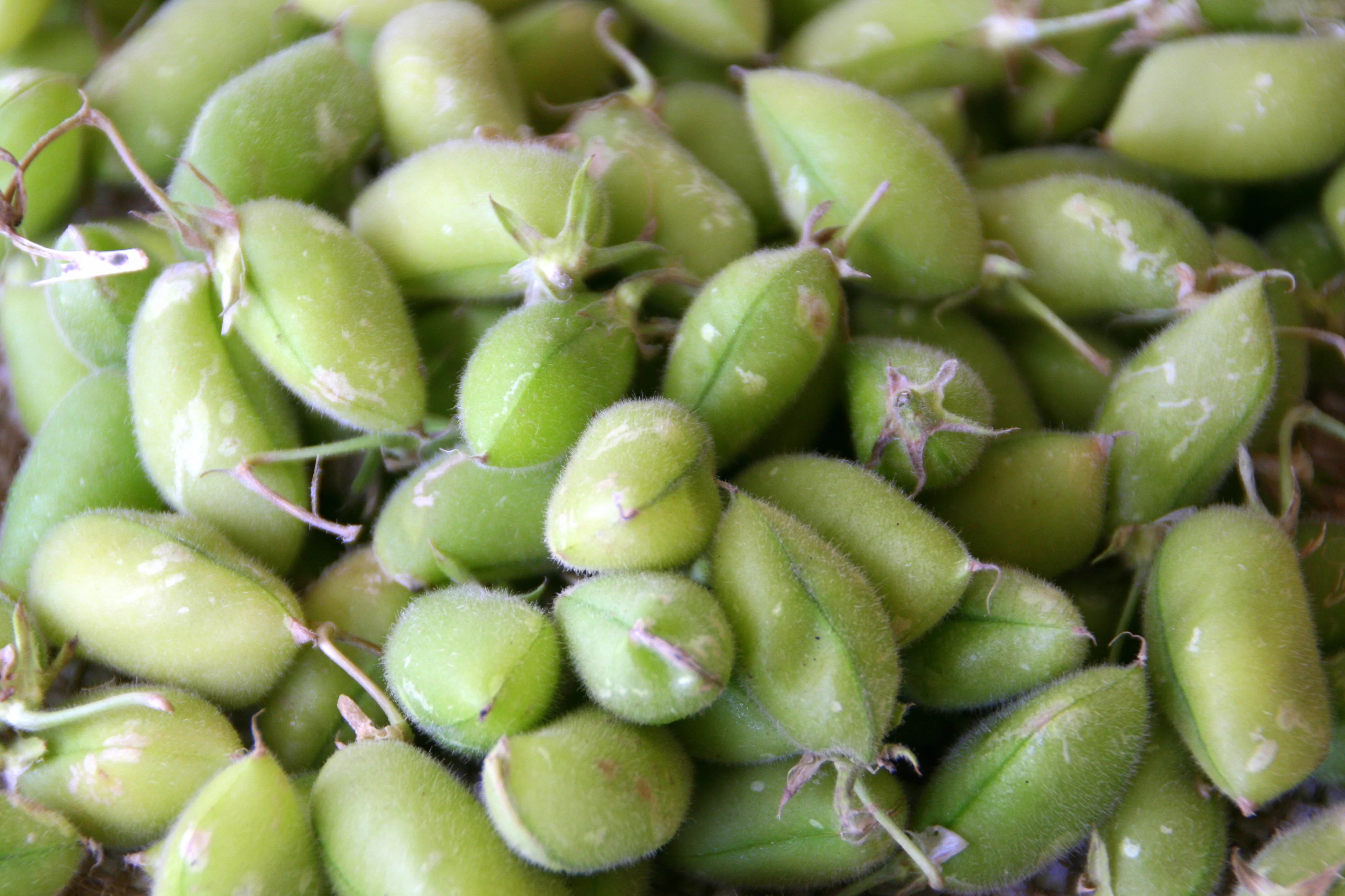 Chickpeas - Green