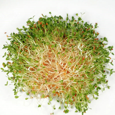 Clover Sprouts