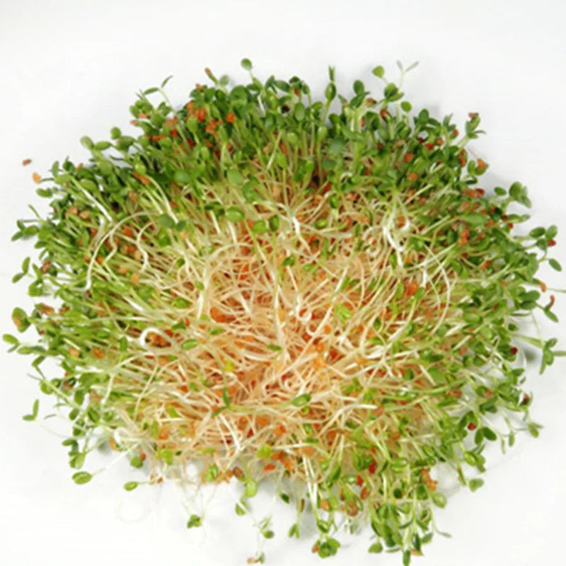 Clover Sprouts