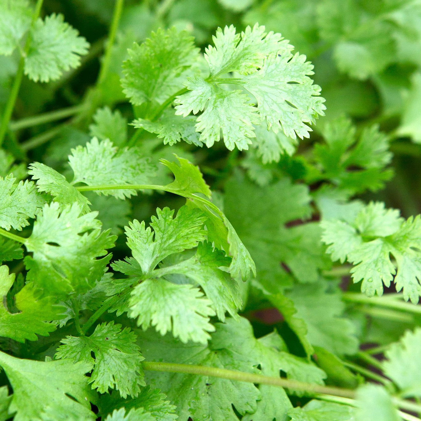 Coriander