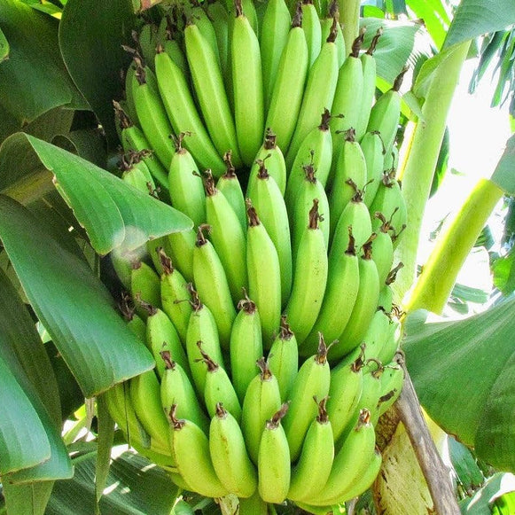 Curry Banana