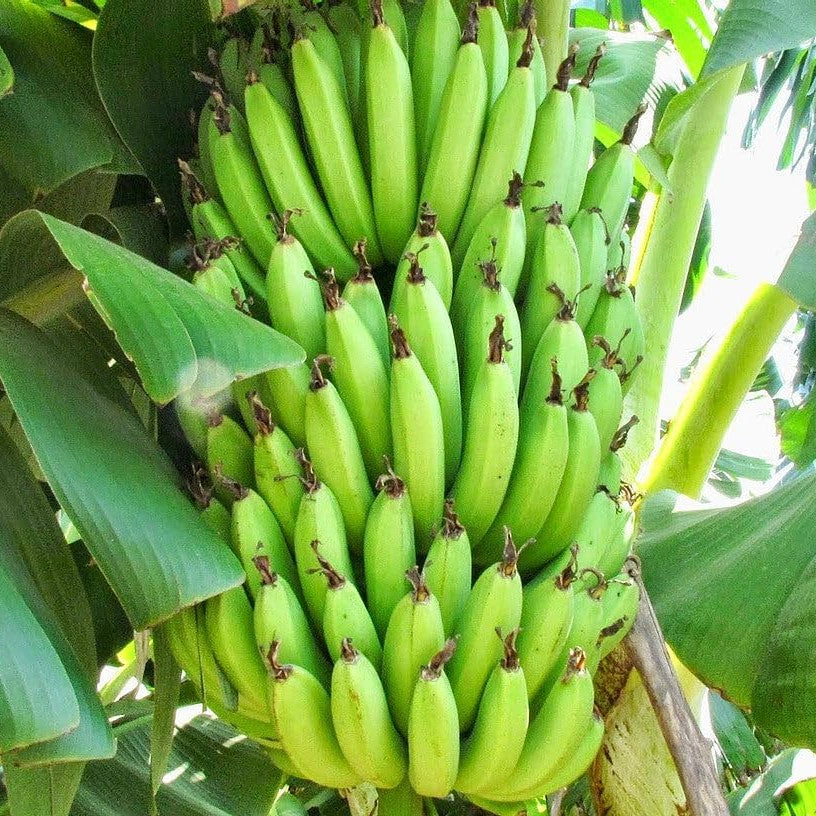 Curry Banana