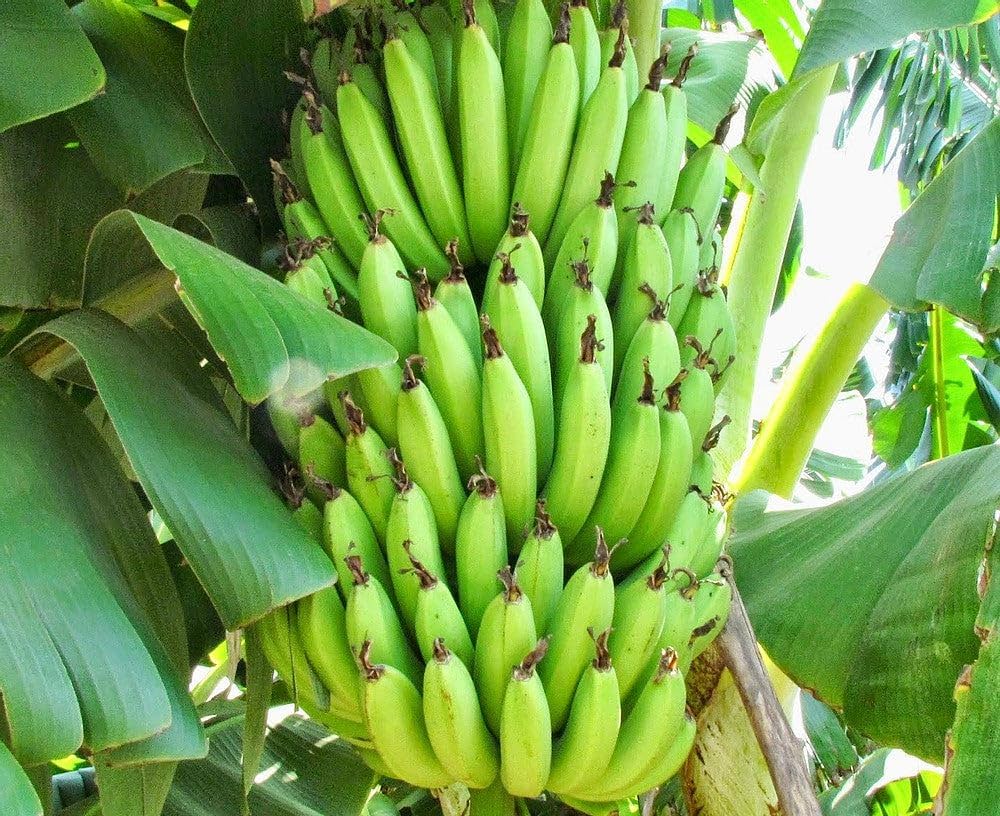 Curry Banana