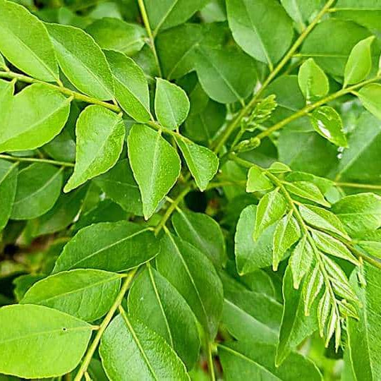 Curry Leaves