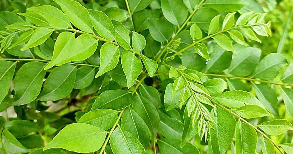 Curry Leaves
