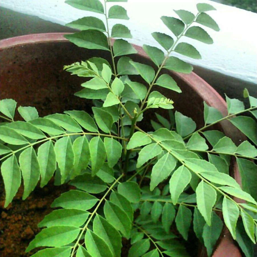 Curry Leaves