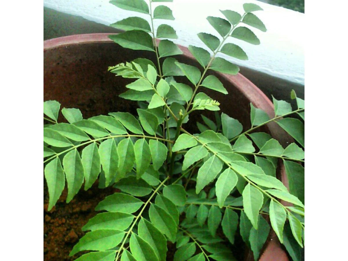 Curry Leaves
