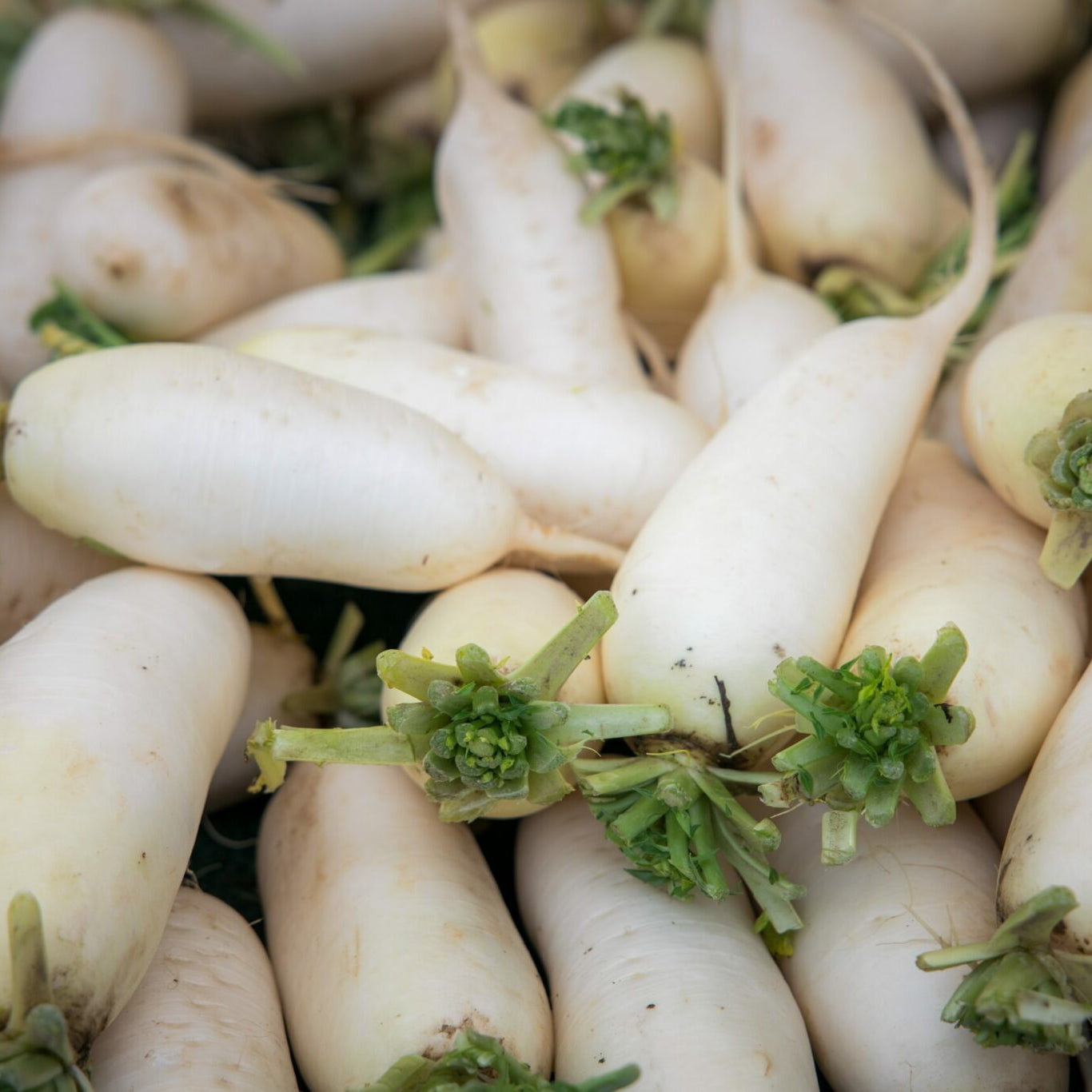 Daikon Radish