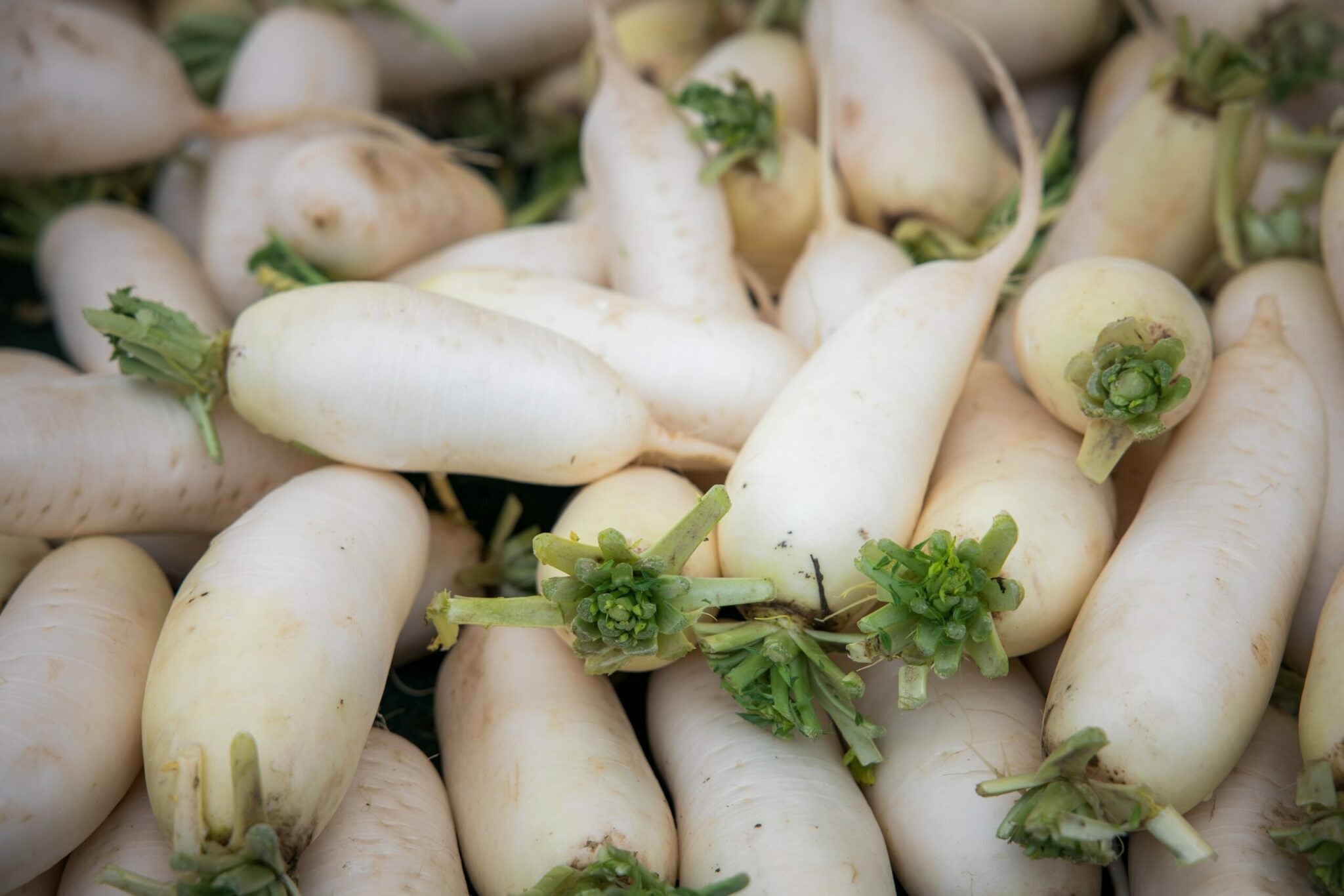 Daikon Radish