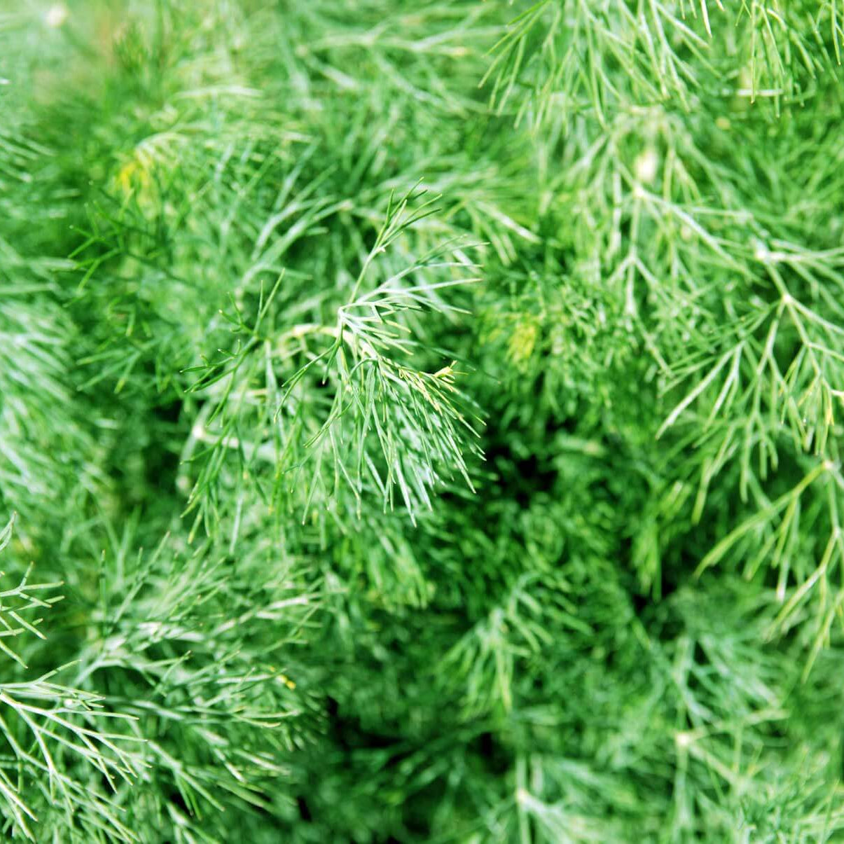 Dill