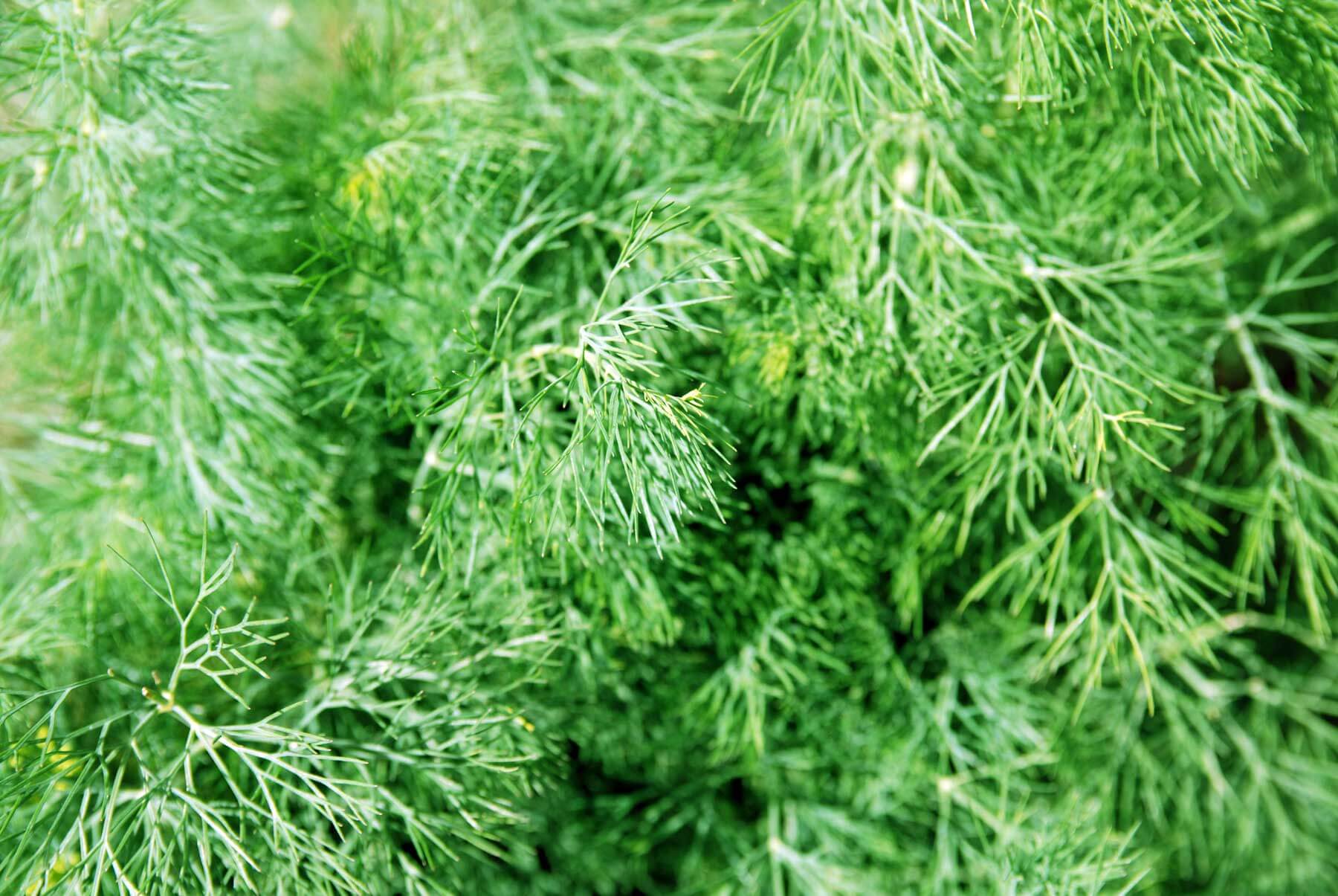 Dill