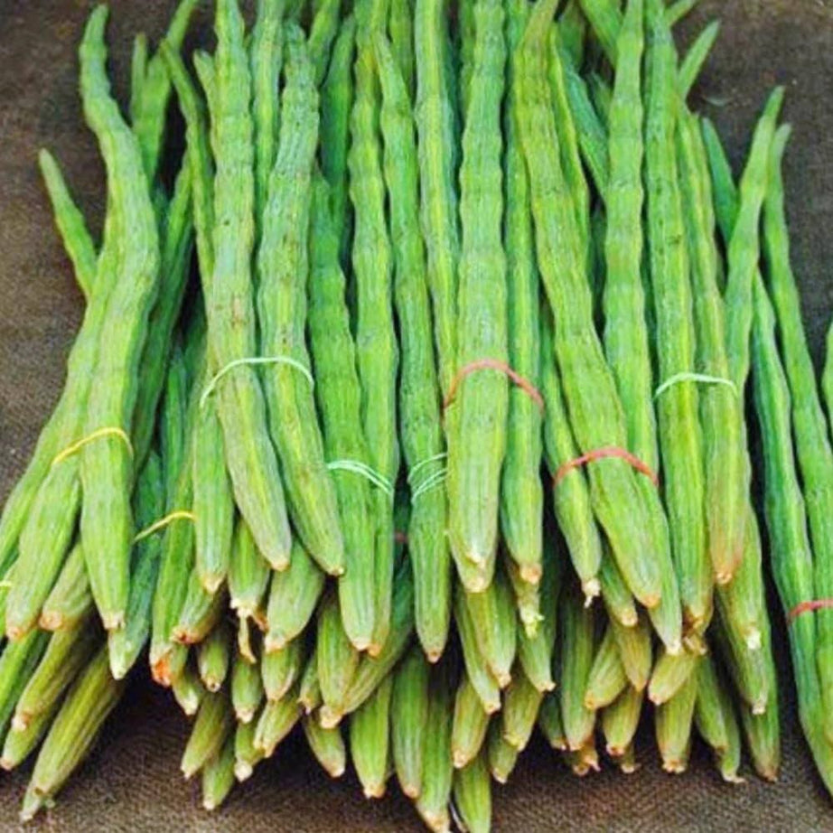 Drumstick - Moringa