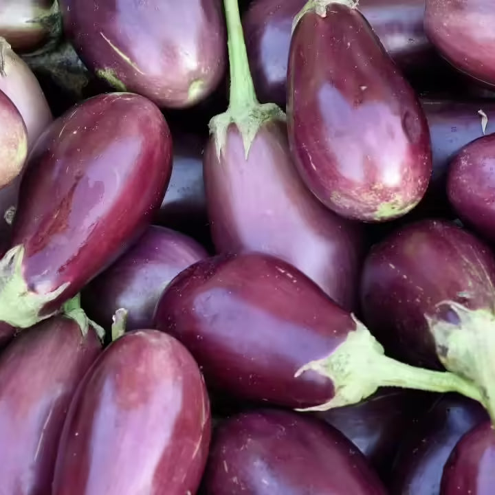 Eggplant - Brinjal