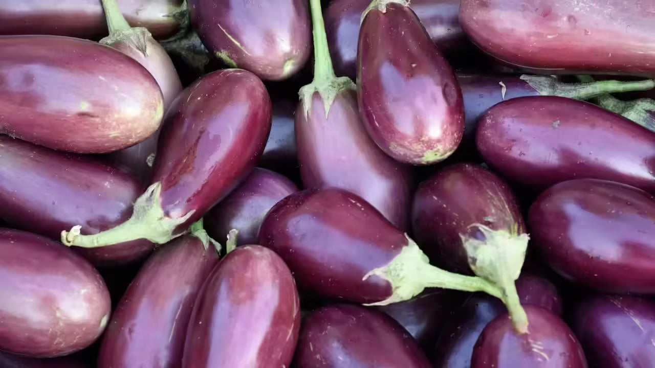 Eggplant - Brinjal