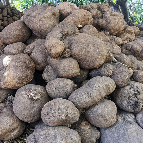 Elephant Foot Yam