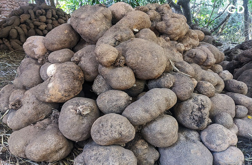 Elephant Foot Yam
