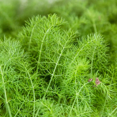 Fennel Leaves