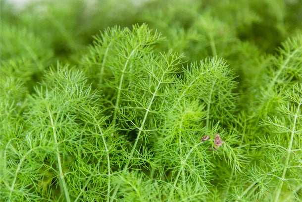 Fennel Leaves