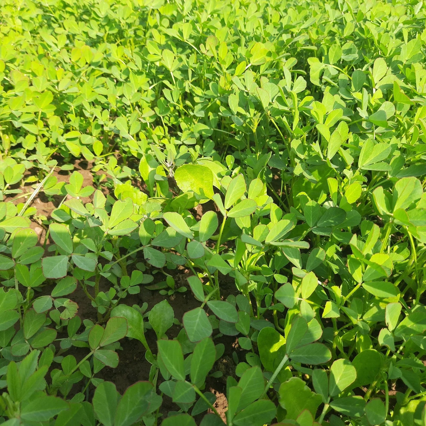 Fenugreek Seeds Green