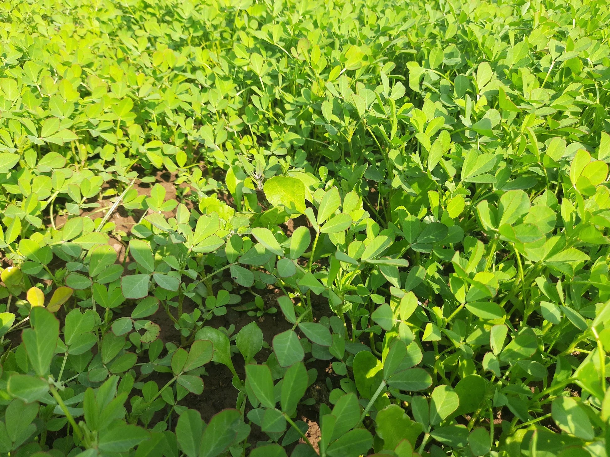 Fenugreek Seeds Green