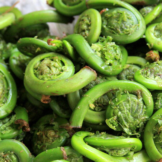 Fiddlehead Fern