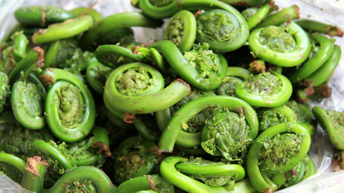 Fiddlehead Fern