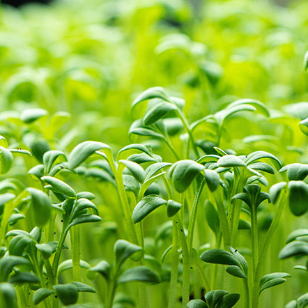 Garden Cress