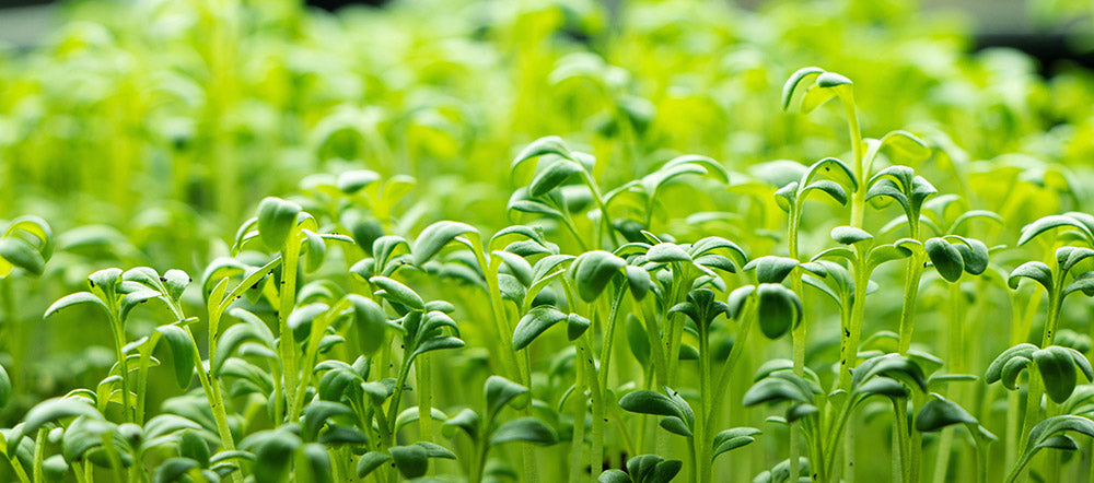 Garden Cress