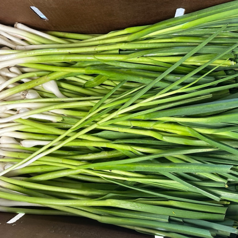 Green Garlic