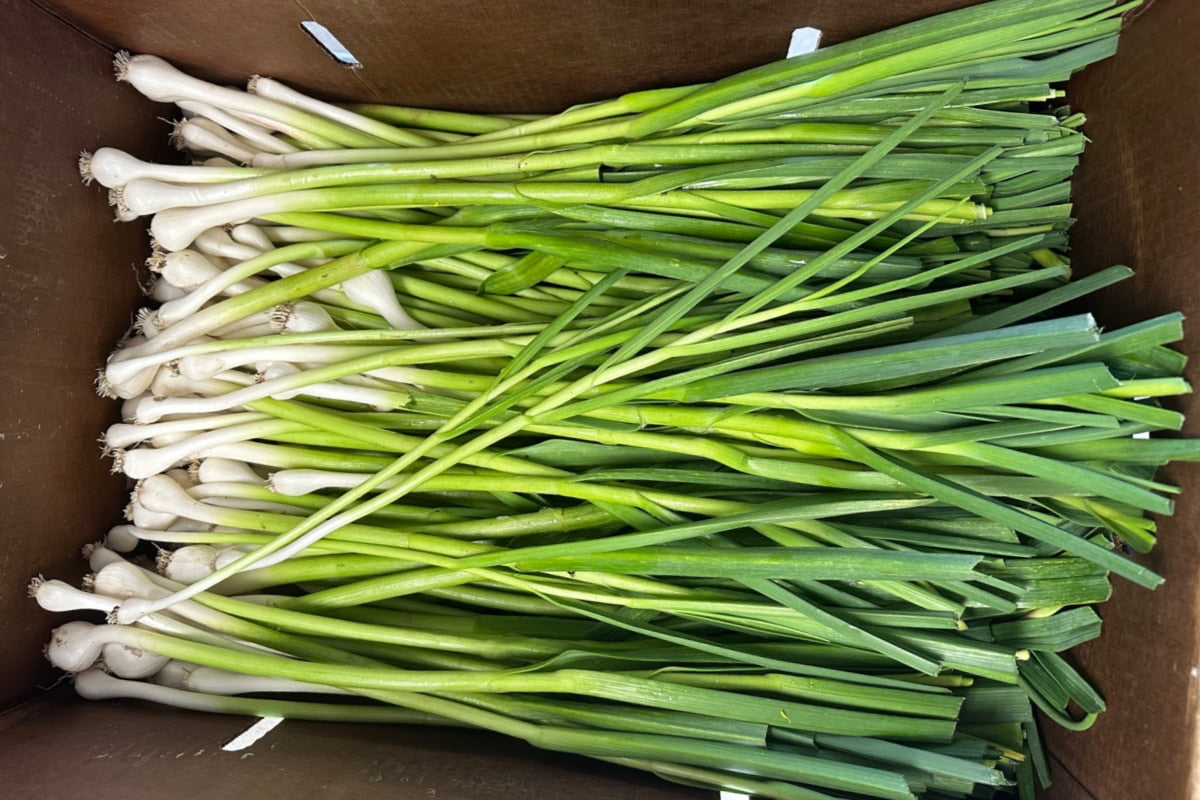 Green Garlic