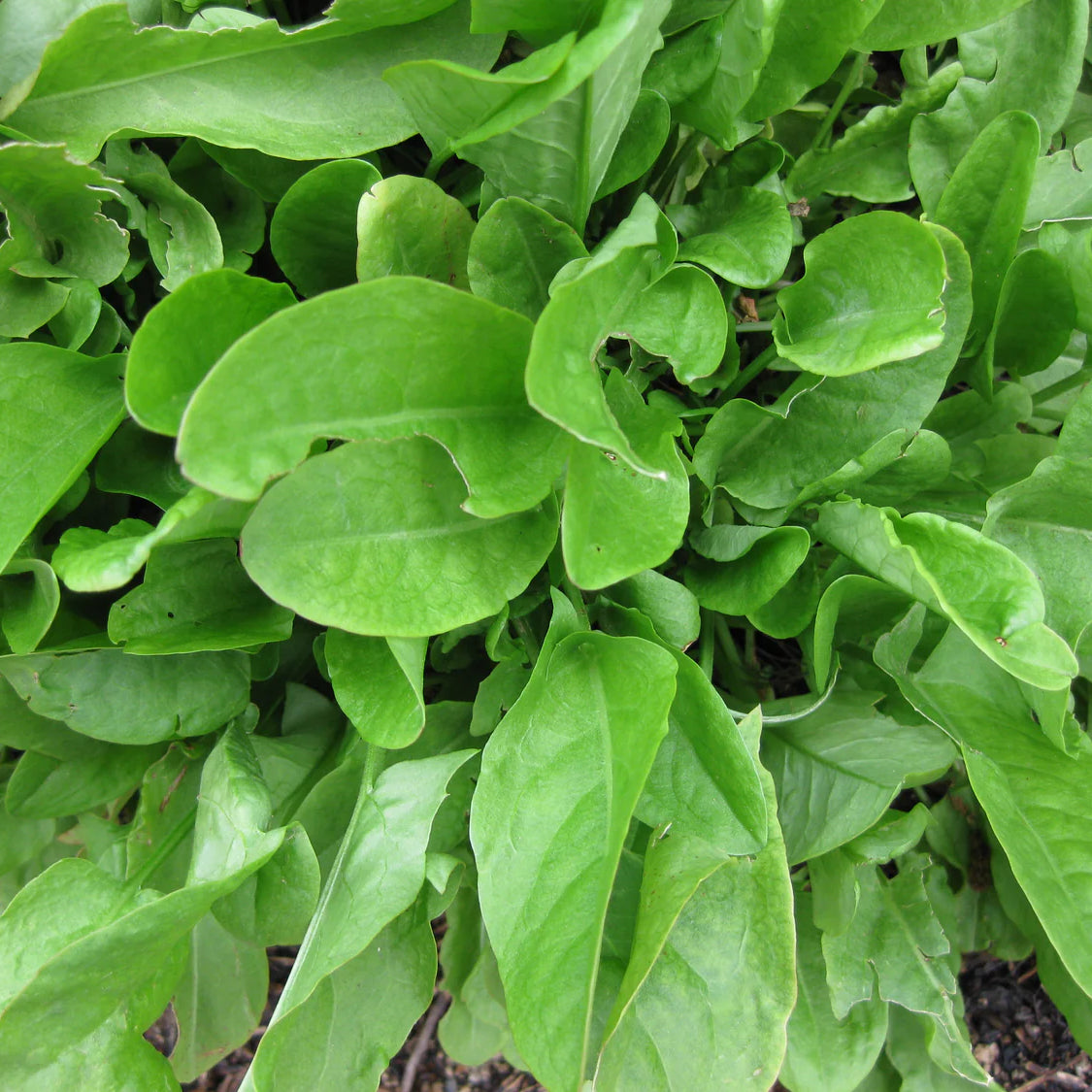 Green Sorrel