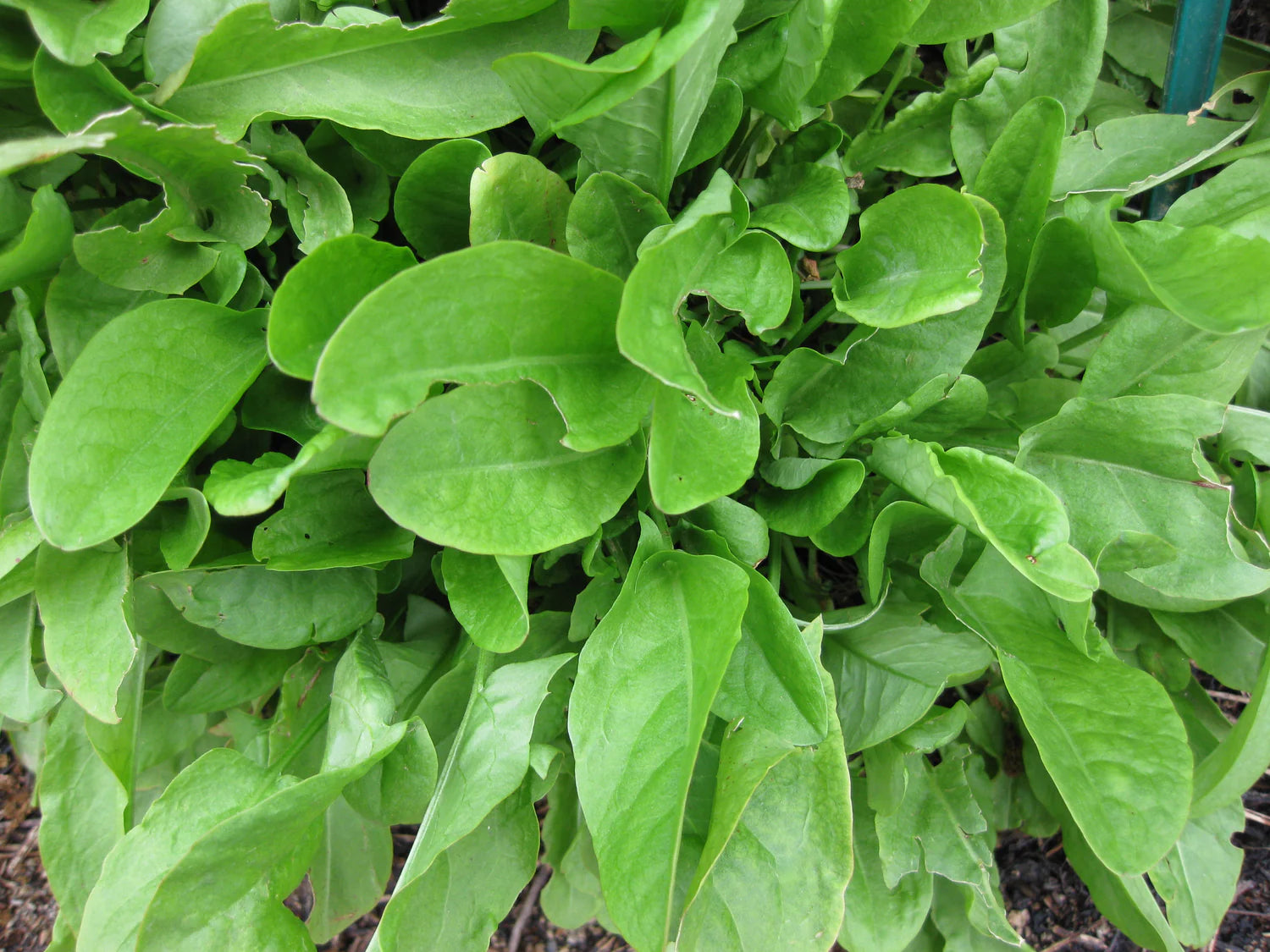 Green Sorrel