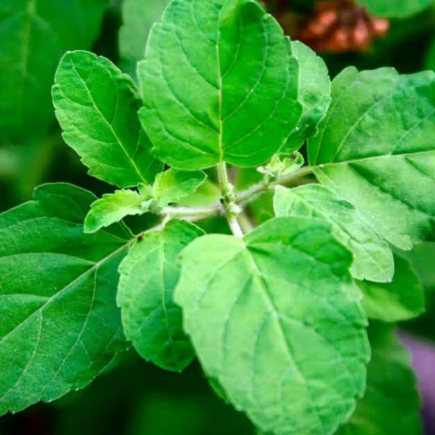 Holy Basil