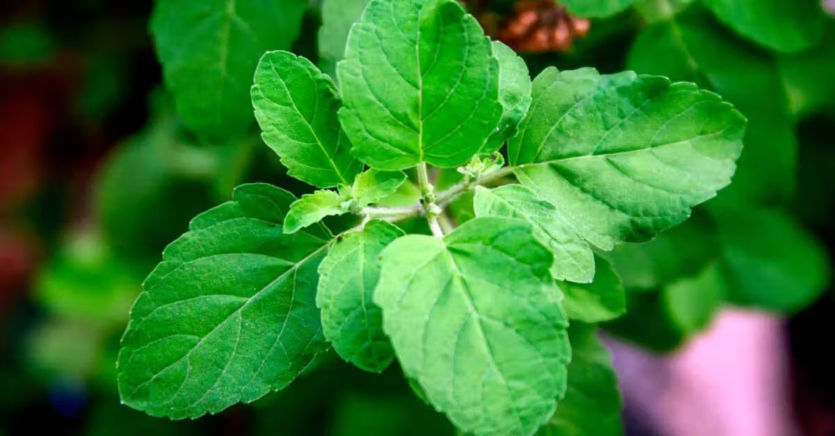 Holy Basil