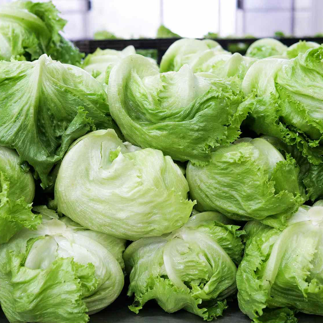 Iceberg Lettuce