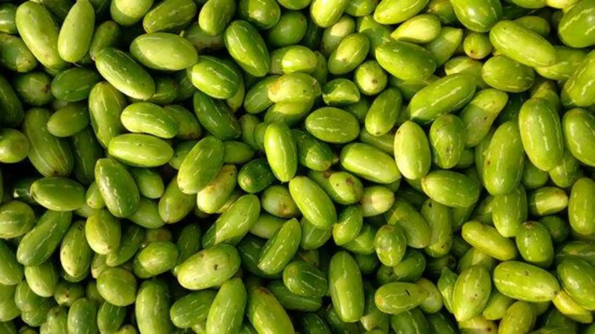 Ivy Gourd
