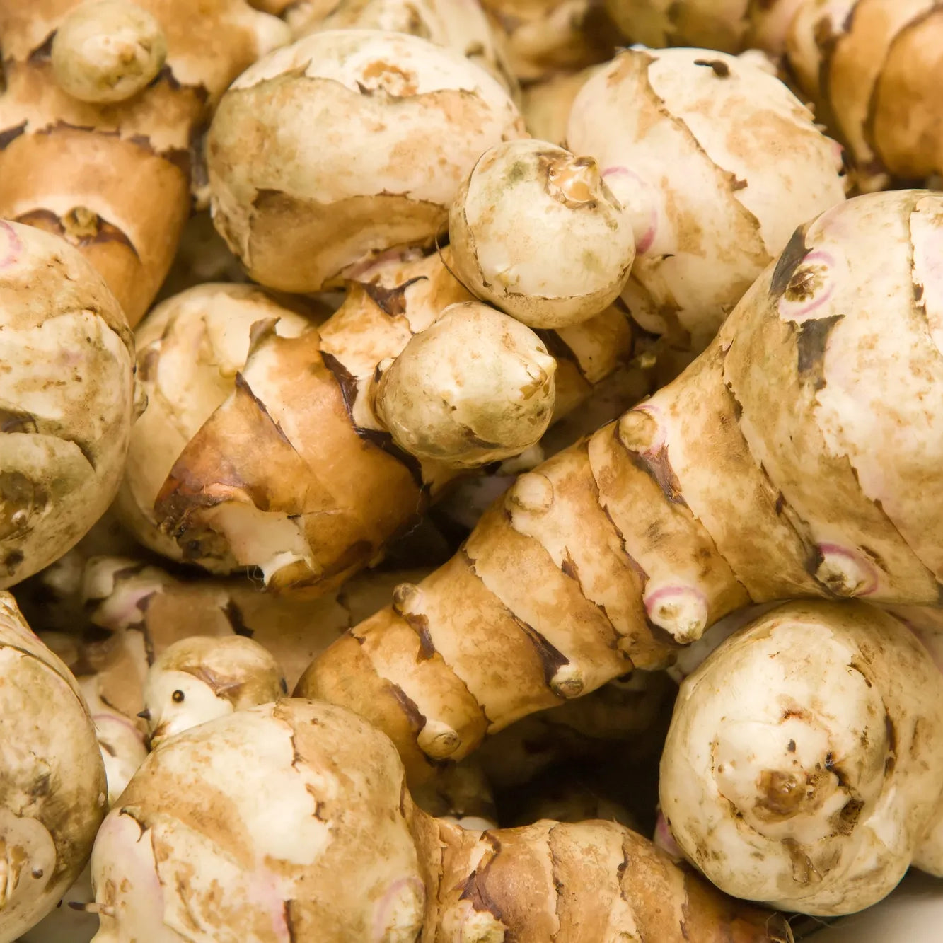 Jerusalem Artichoke