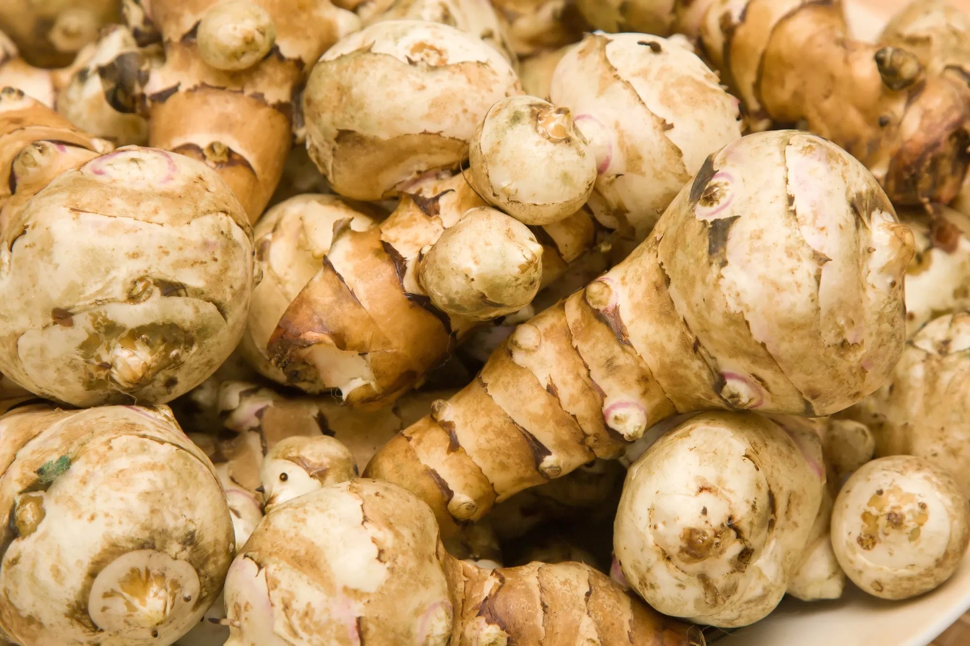 Jerusalem Artichoke