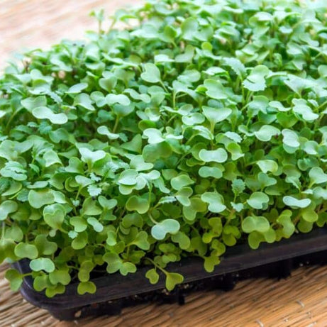 Kale Microgreens